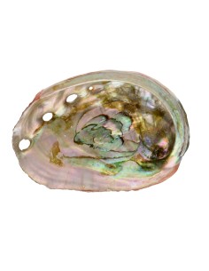 Large Threaded Abalone Shell
