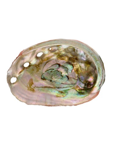 Grande de Shell Abalone encadeado