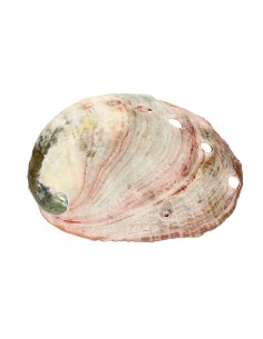 Conchiglia di Abalone... 2
