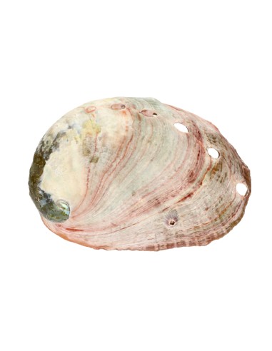 Grande conque filetée en ormeau