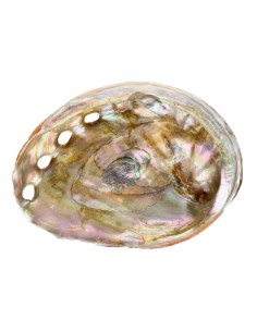 Shell Abalone roscado pequeno
