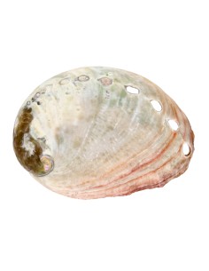 Small Threaded Abalone Shell 2