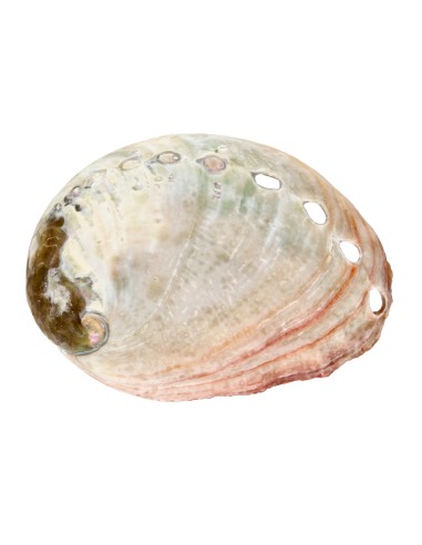 Concha Abalón Roscado Pequeña