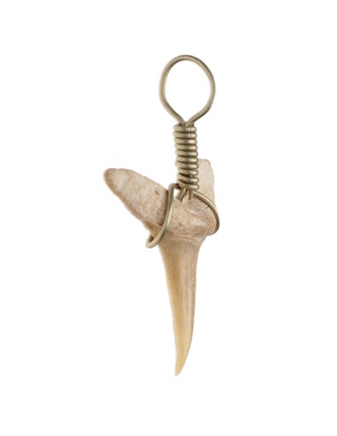 Pendentif en Dent de Requin Fossilisée