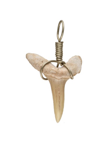 Fossilized Shark Tooth Pendant