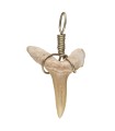 Pingente de Dente de Tubarão Fossilizado