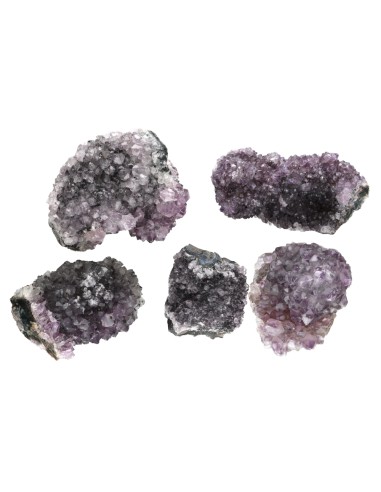 Drusa Piña Uruguay Calidad A