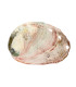 Large Threaded Abalone Shell