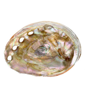 Conchiglia Abalone Roscato Piccola