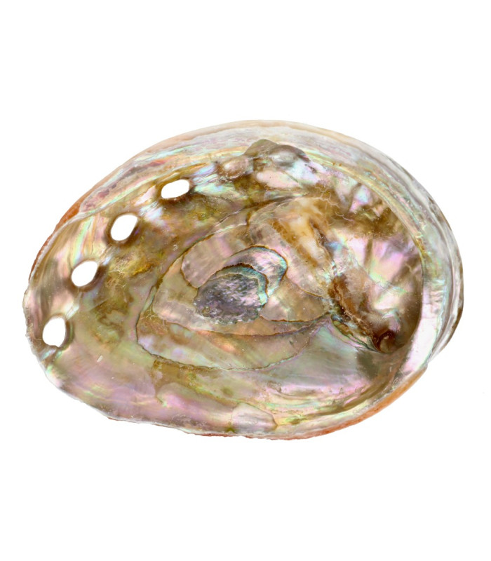Concha Abalón Roscado Pequeña