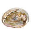 Shell Abalone roscado pequeno