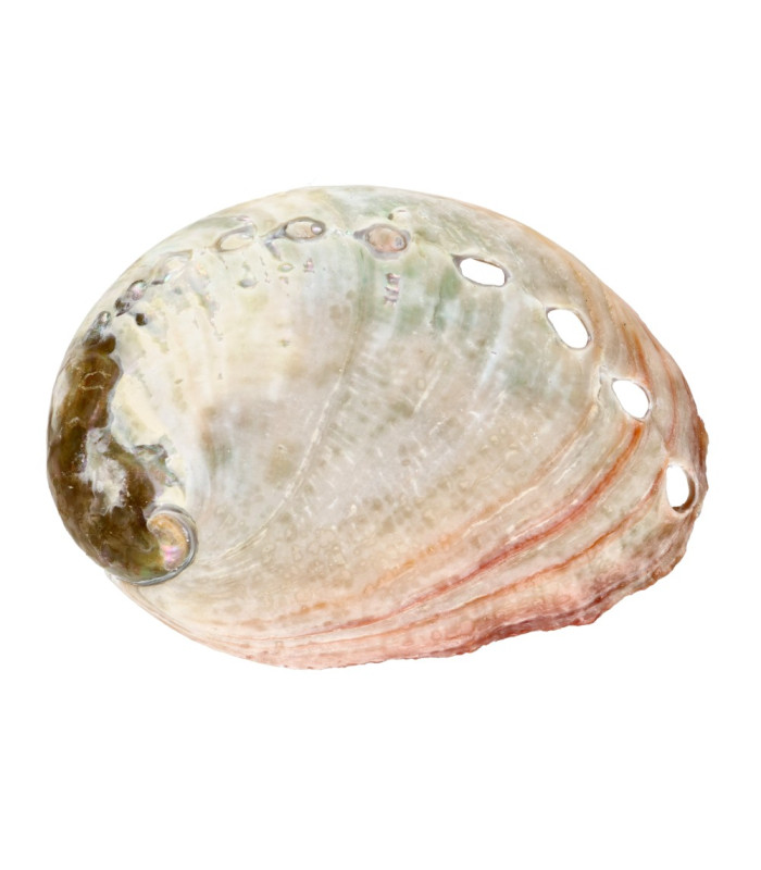 Conchiglia Abalone Roscato Piccola