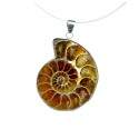 Colgante Ammonite