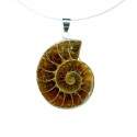Colgante Ammonite