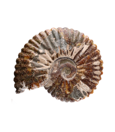 Fossili